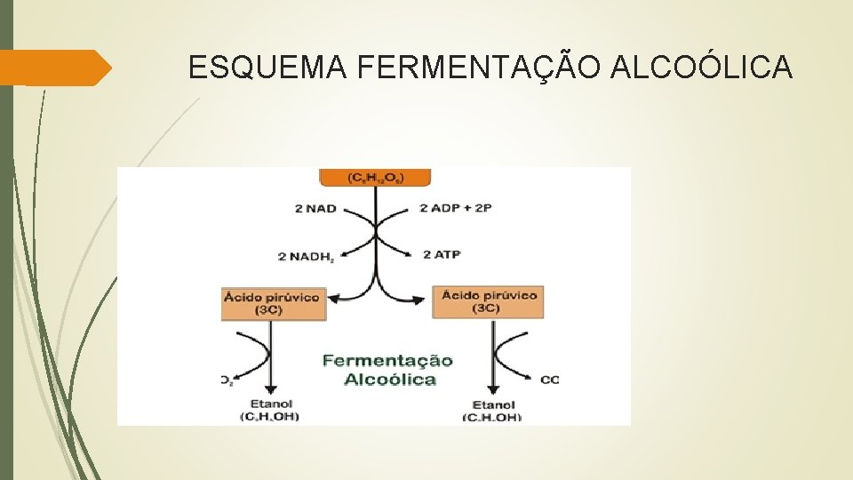 ESQUEMA FERMENTAÇÃO ALCOÓLICA 