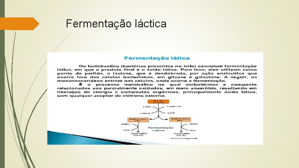 Fermentação láctica 