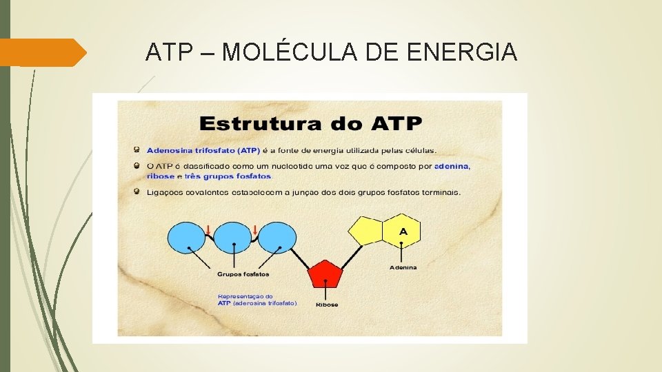 ATP – MOLÉCULA DE ENERGIA 