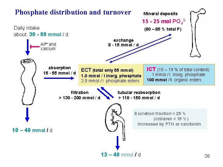 Phosphate distribution and turnover Mineral deposits 15 - 25 mol PO 43 - Daily