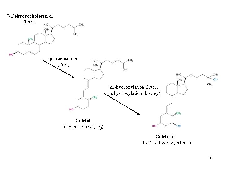 7 -Dehydrocholesterol (liver) photoreaction (skin) 25 -hydroxylation (liver) 1α-hydroxylation (kidney) Calciol (cholecalciferol, D 3)