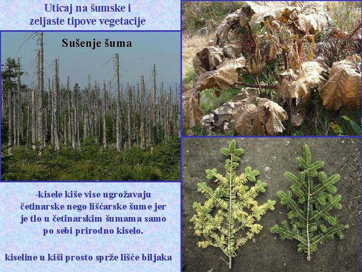 Uticaj na šumske i zeljaste tipove vegetacije Sušenje šuma -kisele kiše vise ugrožavaju četinarske