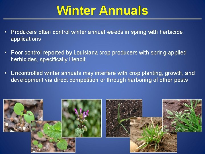 Winter Annuals • Producers often control winter annual weeds in spring with herbicide applications