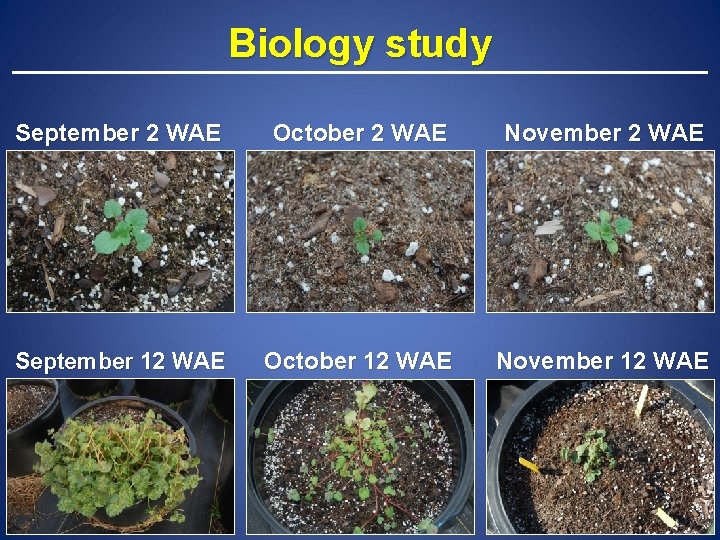 Biology study September 2 WAE October 2 WAE November 2 WAE September 12 WAE