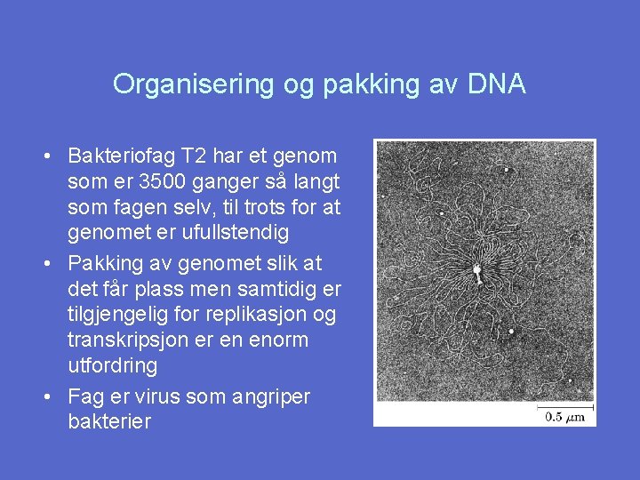 Organisering og pakking av DNA • Bakteriofag T 2 har et genom som er