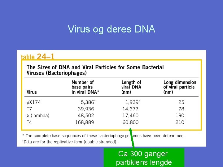 Virus og deres DNA Ca 300 ganger partiklens lengde 