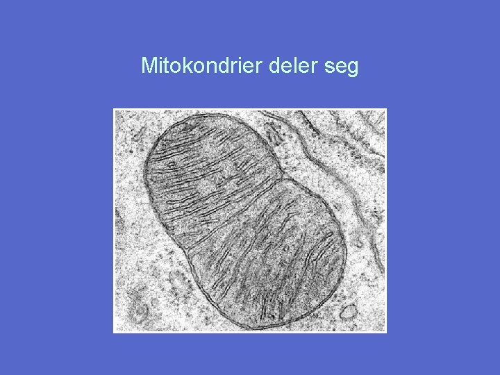 Mitokondrier deler seg 