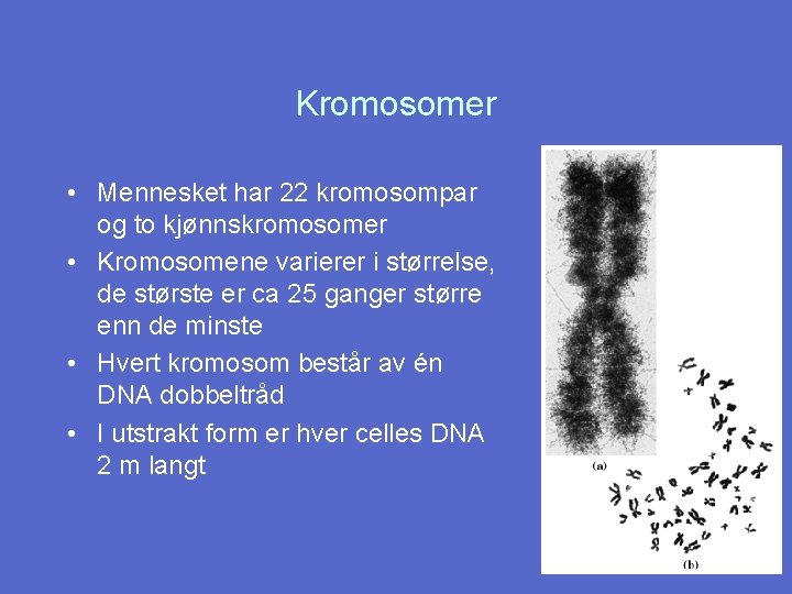 Kromosomer • Mennesket har 22 kromosompar og to kjønnskromosomer • Kromosomene varierer i størrelse,