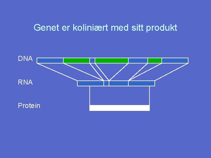 Genet er koliniært med sitt produkt DNA RNA Protein 
