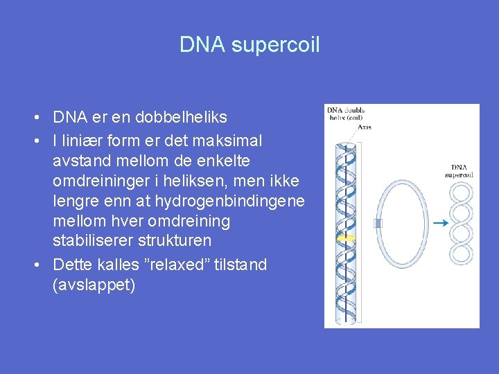 DNA supercoil • DNA er en dobbelheliks • I liniær form er det maksimal