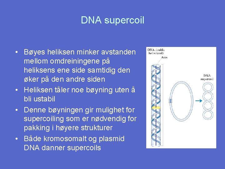 DNA supercoil • Bøyes heliksen minker avstanden mellom omdreiningene på heliksens ene side samtidig