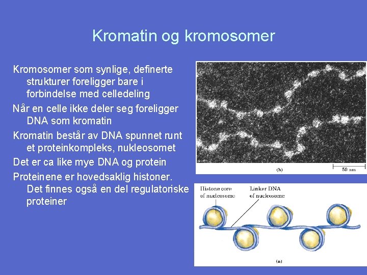 Kromatin og kromosomer Kromosomer som synlige, definerte strukturer foreligger bare i forbindelse med celledeling