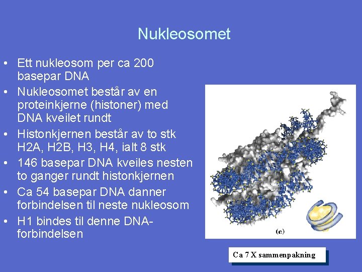 Nukleosomet • Ett nukleosom per ca 200 basepar DNA • Nukleosomet består av en