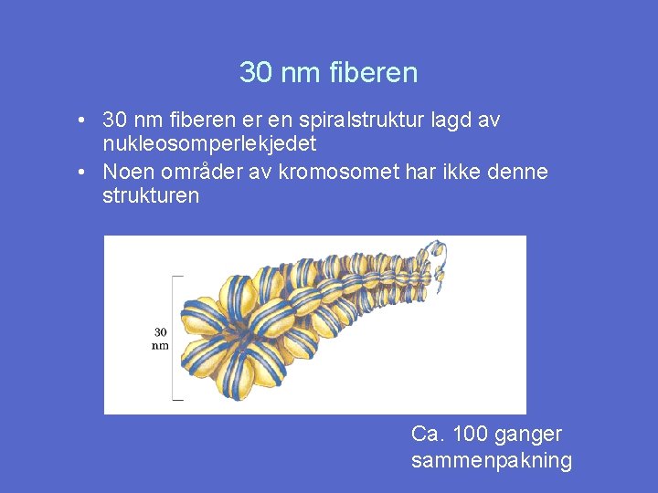 30 nm fiberen • 30 nm fiberen er en spiralstruktur lagd av nukleosomperlekjedet •
