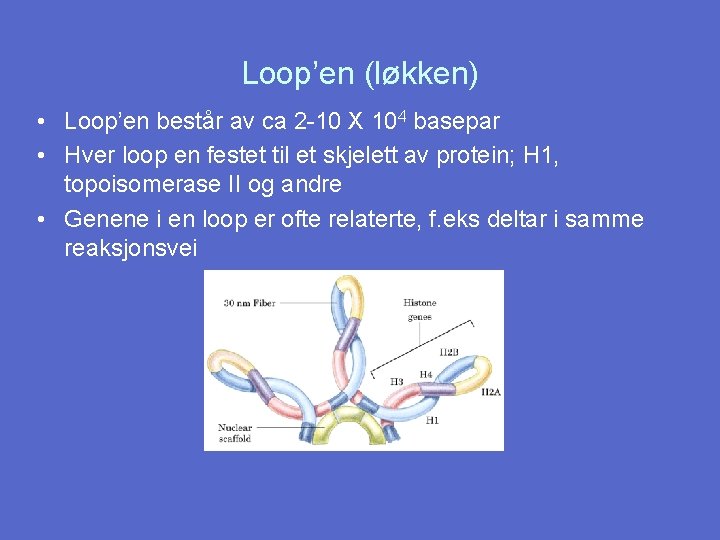 Loop’en (løkken) • Loop’en består av ca 2 -10 X 104 basepar • Hver