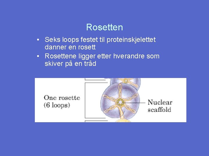 Rosetten • Seks loops festet til proteinskjelettet danner en rosett • Rosettene ligger etter