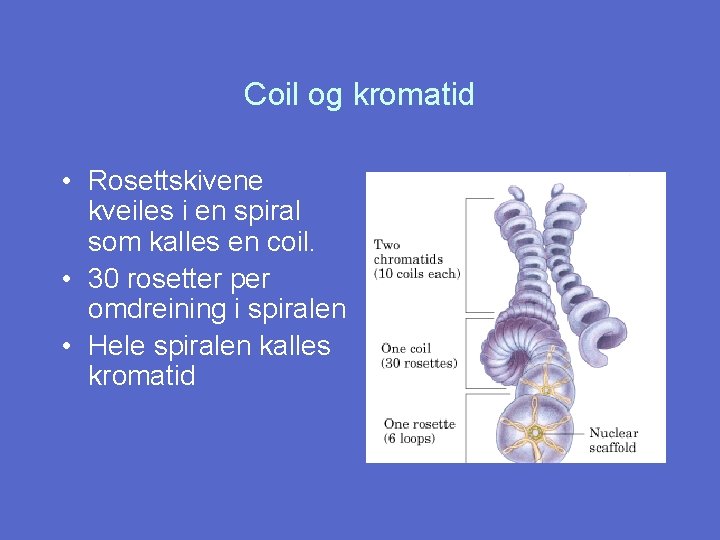 Coil og kromatid • Rosettskivene kveiles i en spiral som kalles en coil. •