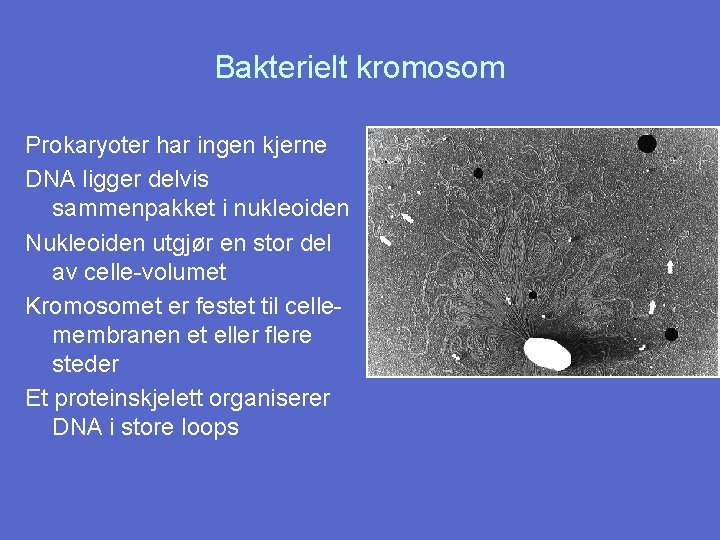 Bakterielt kromosom Prokaryoter har ingen kjerne DNA ligger delvis sammenpakket i nukleoiden Nukleoiden utgjør