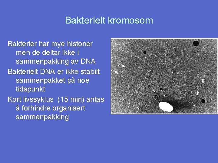 Bakterielt kromosom Bakterier har mye histoner men de deltar ikke i sammenpakking av DNA