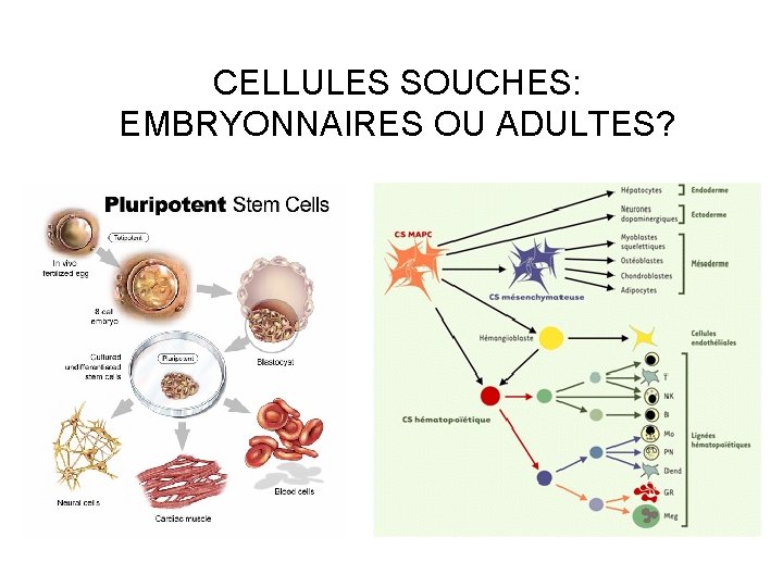 CELLULES SOUCHES: EMBRYONNAIRES OU ADULTES? 