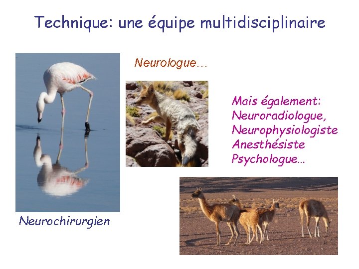 Technique: une équipe multidisciplinaire Neurologue… Mais également: Neuroradiologue, Neurophysiologiste Anesthésiste Psychologue… Neurochirurgien 