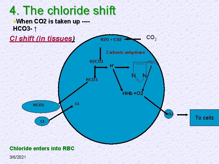 4. The chloride shift §When CO 2 is taken up ---HCO 3 - ↑