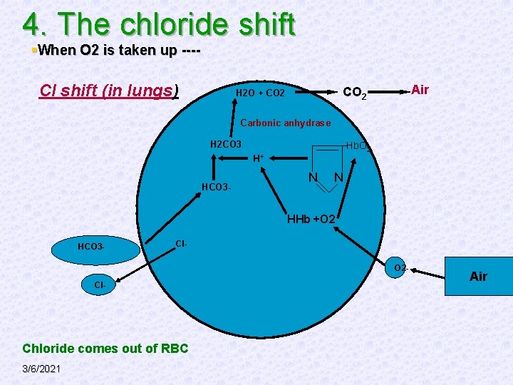 4. The chloride shift §When O 2 is taken up ---- Cl shift (in