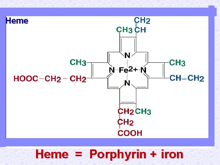 Heme = Porphyrin + iron 