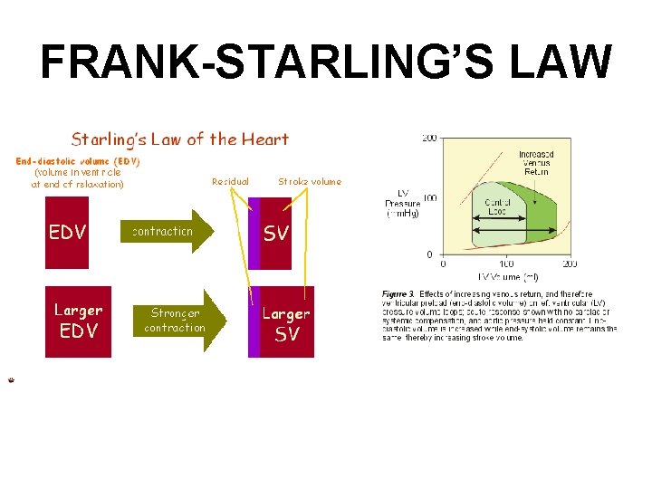 FRANK-STARLING’S LAW 