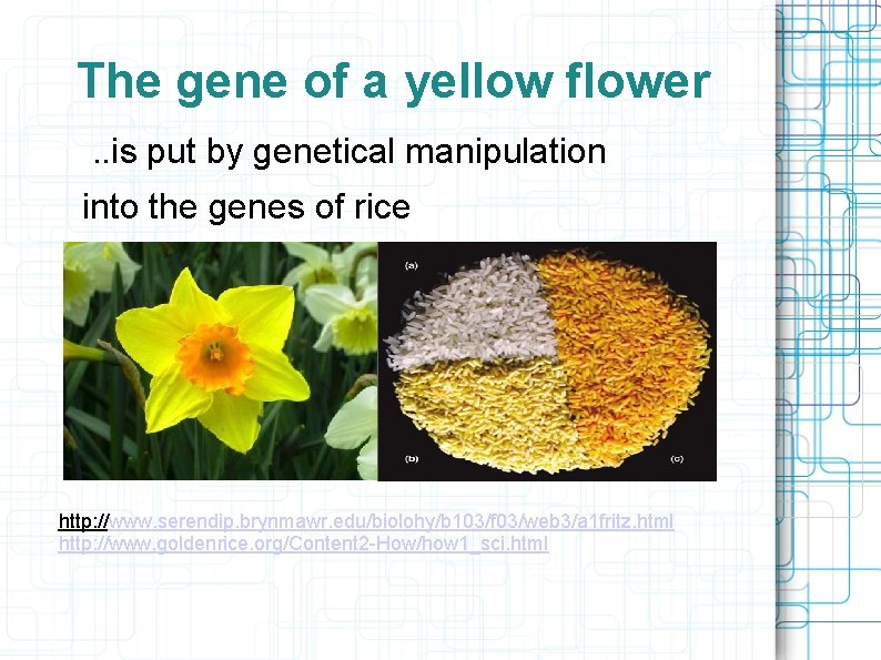 The gene of a yellow flower. . is put by genetical manipulation into the