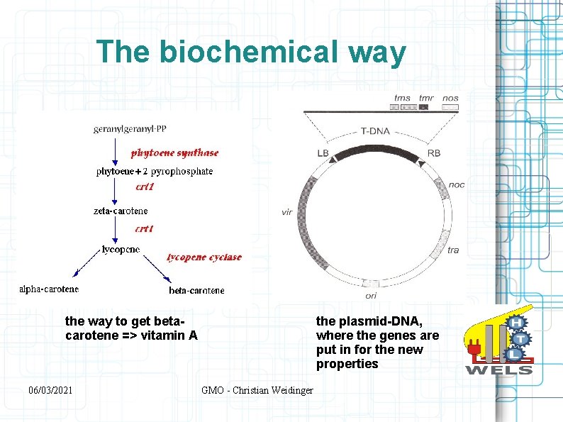 The biochemical way the way to get betacarotene => vitamin A 06/03/2021 the plasmid-DNA,