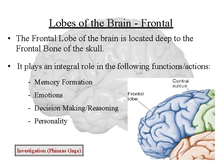 Lobes of the Brain - Frontal • The Frontal Lobe of the brain is