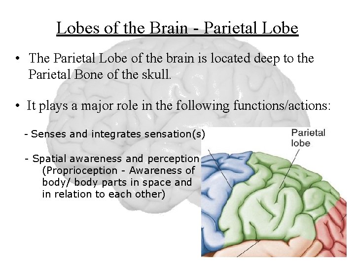 Lobes of the Brain - Parietal Lobe • The Parietal Lobe of the brain