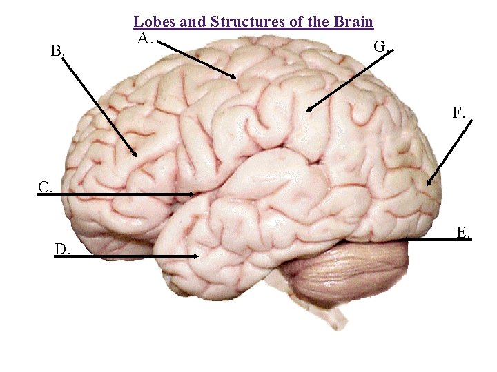 B. Lobes and Structures of the Brain A. G. F. C. D. E. 