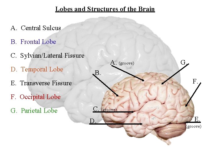 Lobes and Structures of the Brain A. Central Sulcus B. Frontal Lobe C. Sylvian/Lateral