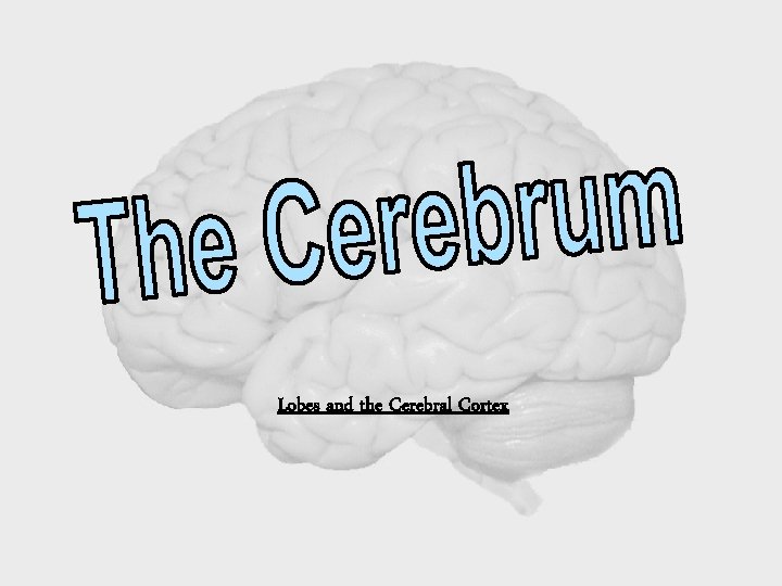 Lobes and the Cerebral Cortex 