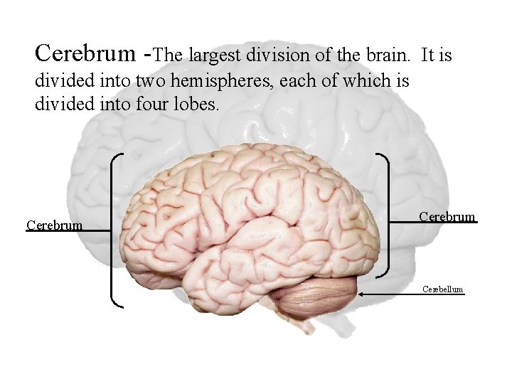 Cerebrum -The largest division of the brain. It is divided into two hemispheres, each