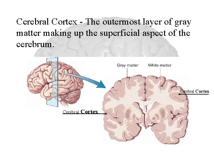 Cerebral Cortex - The outermost layer of gray matter making up the superficial aspect