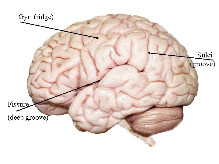 Gyri (ridge) Sulci (groove) Fissure (deep groove) 