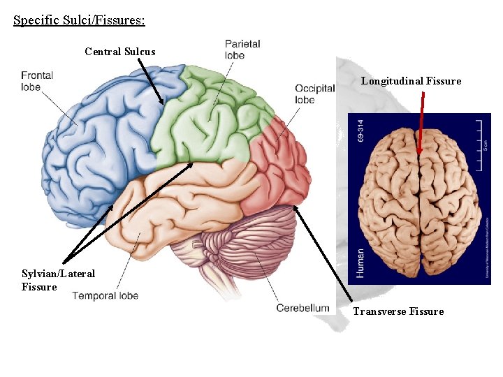 Specific Sulci/Fissures: Central Sulcus Longitudinal Fissure Sylvian/Lateral Fissure Transverse Fissure 