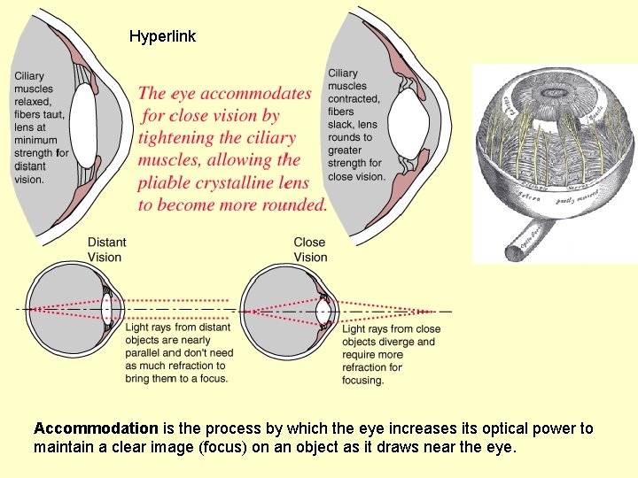 Hyperlink Accommodation is the process by which the eye increases its optical power to