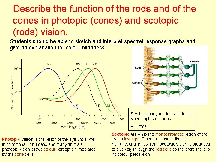 Describe the function of the rods and of the cones in photopic (cones) and