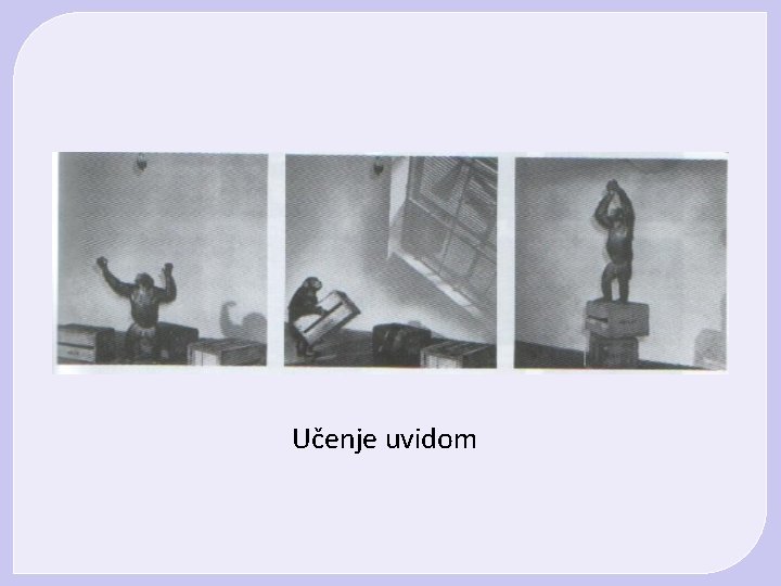 Učenje uvidom Učenje uvidom