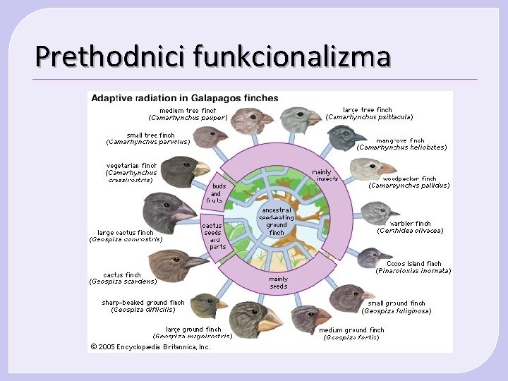 Prethodnici funkcionalizma Prethodnici funkcionalizma