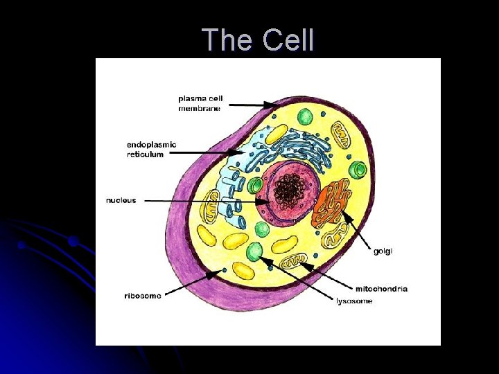 The Cell The Cell