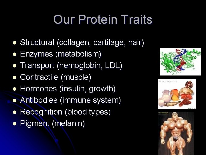 Our Protein Traits l l l l Structural (collagen, cartilage, hair) Enzymes (metabolism) Transport Our Protein Traits l l l l Structural (collagen, cartilage, hair) Enzymes (metabolism) Transport