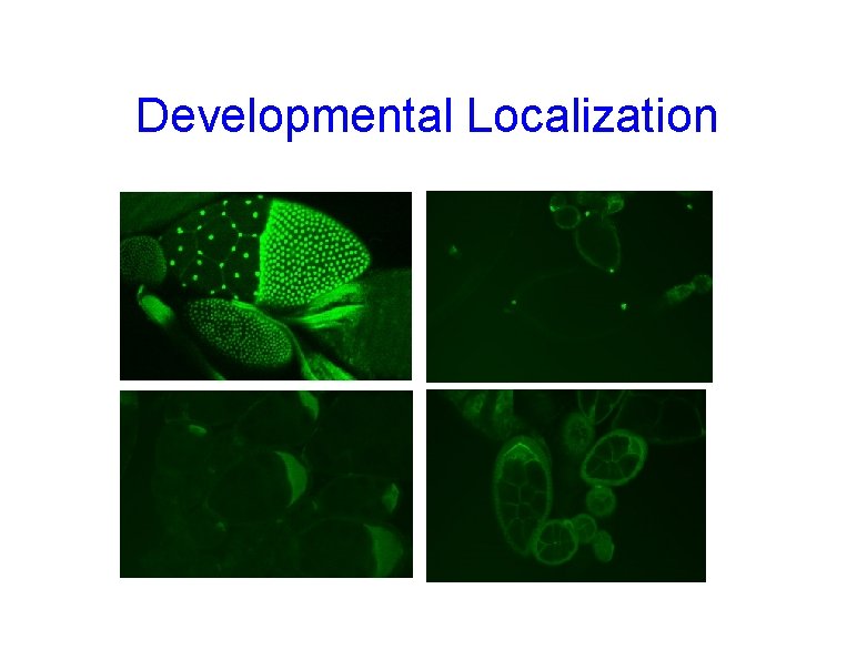 Developmental Localization 