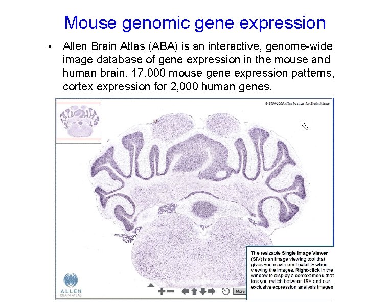 Mouse genomic gene expression • Allen Brain Atlas (ABA) is an interactive, genome-wide image