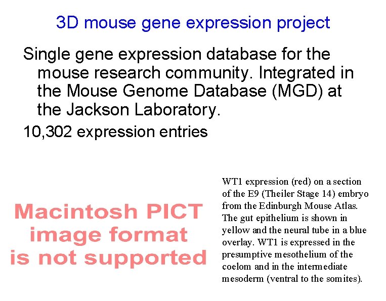 3 D mouse gene expression project Single gene expression database for the mouse research