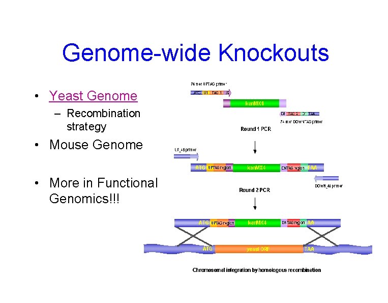 Genome-wide Knockouts • Yeast Genome – Recombination strategy • Mouse Genome • More in
